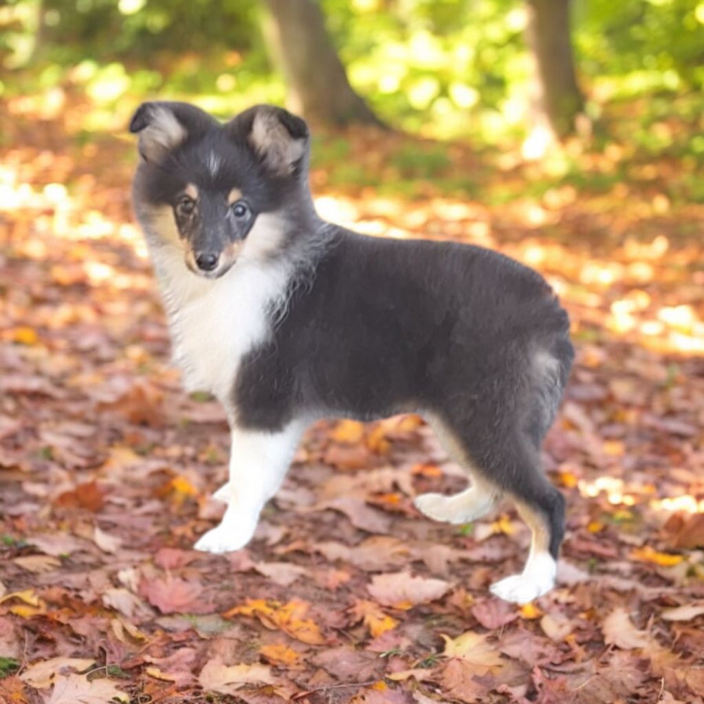 Vanora Jone's - Chiot disponible  - Shetland Sheepdog