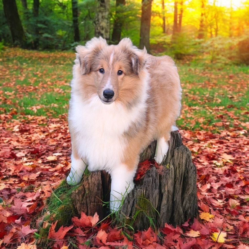 Vanora Jone's - Chiot disponible  - Shetland Sheepdog