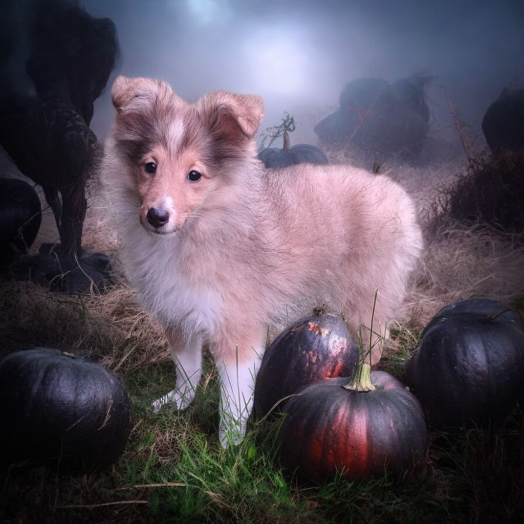 Vanora Jone's - Chiot disponible  - Shetland Sheepdog