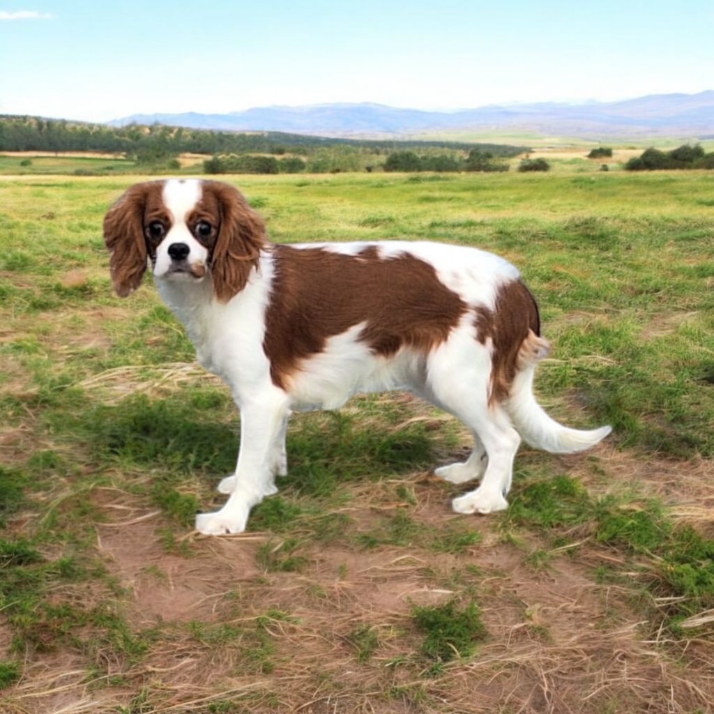 Vanora Jone's - Chiot disponible  - Cavalier King Charles Spaniel