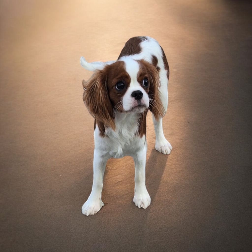 Vanora Jone's - Chiot disponible  - Cavalier King Charles Spaniel