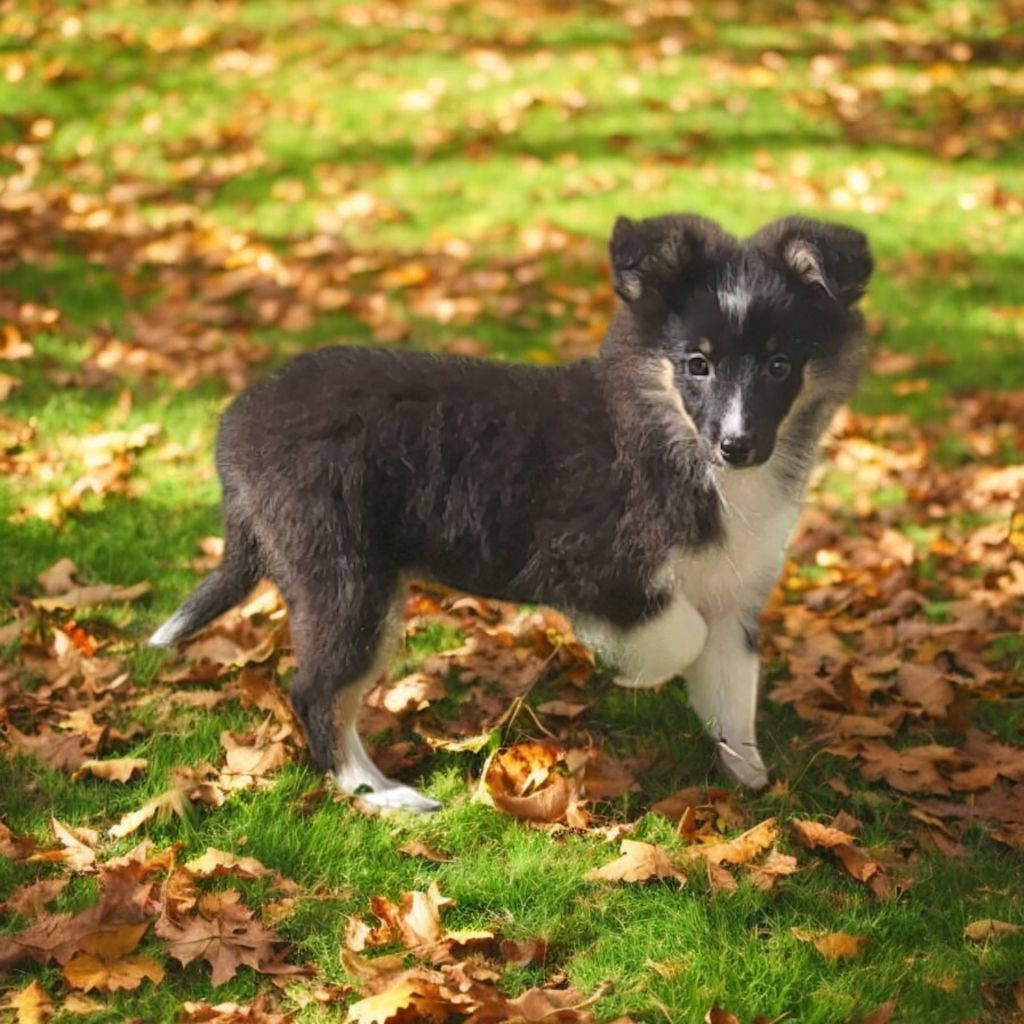 Vanora Jone's - Chiot disponible  - Shetland Sheepdog