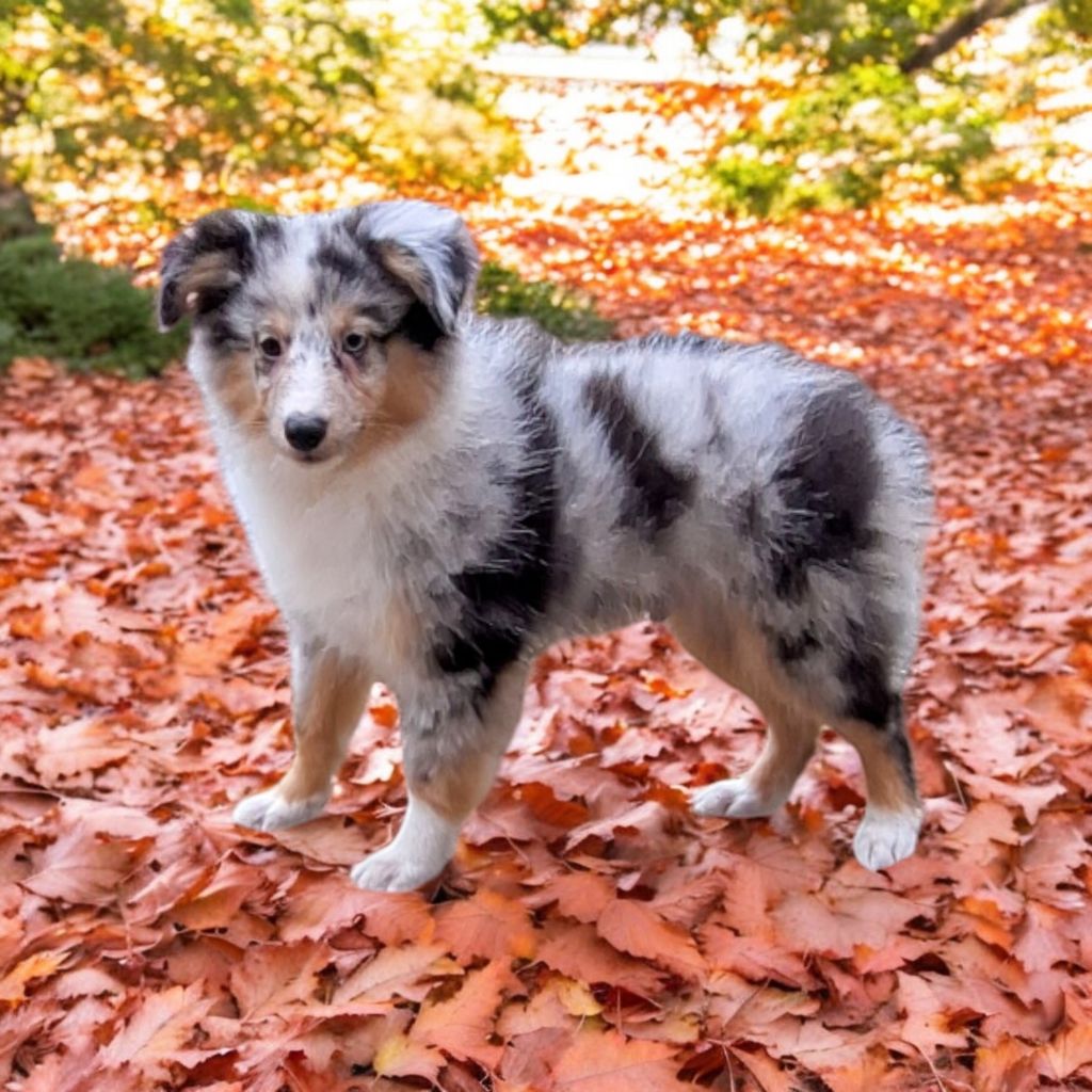 Vanora Jone's - Chiot disponible  - Shetland Sheepdog