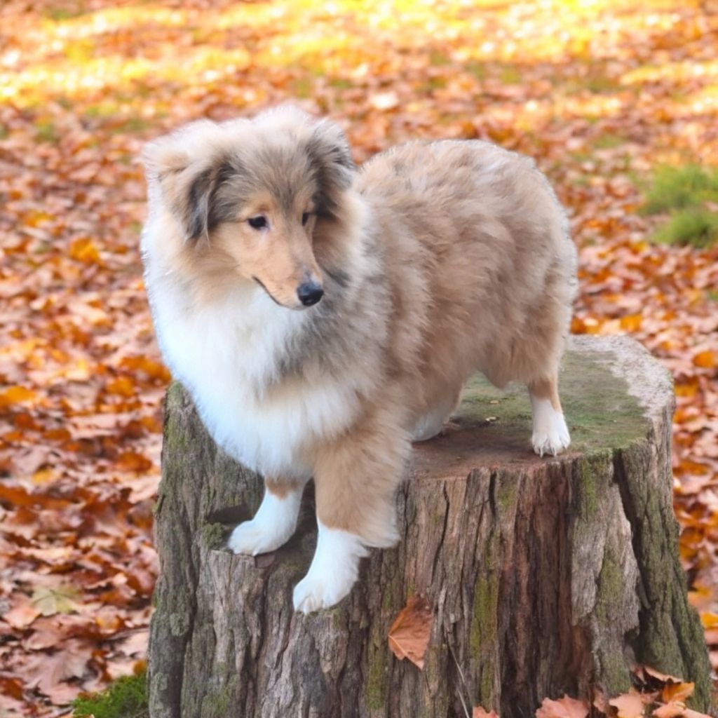 Vanora Jone's - Chiot disponible  - Shetland Sheepdog