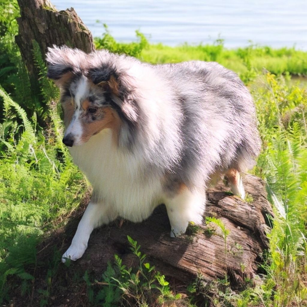 Vanora Jone's - Chiot disponible  - Shetland Sheepdog