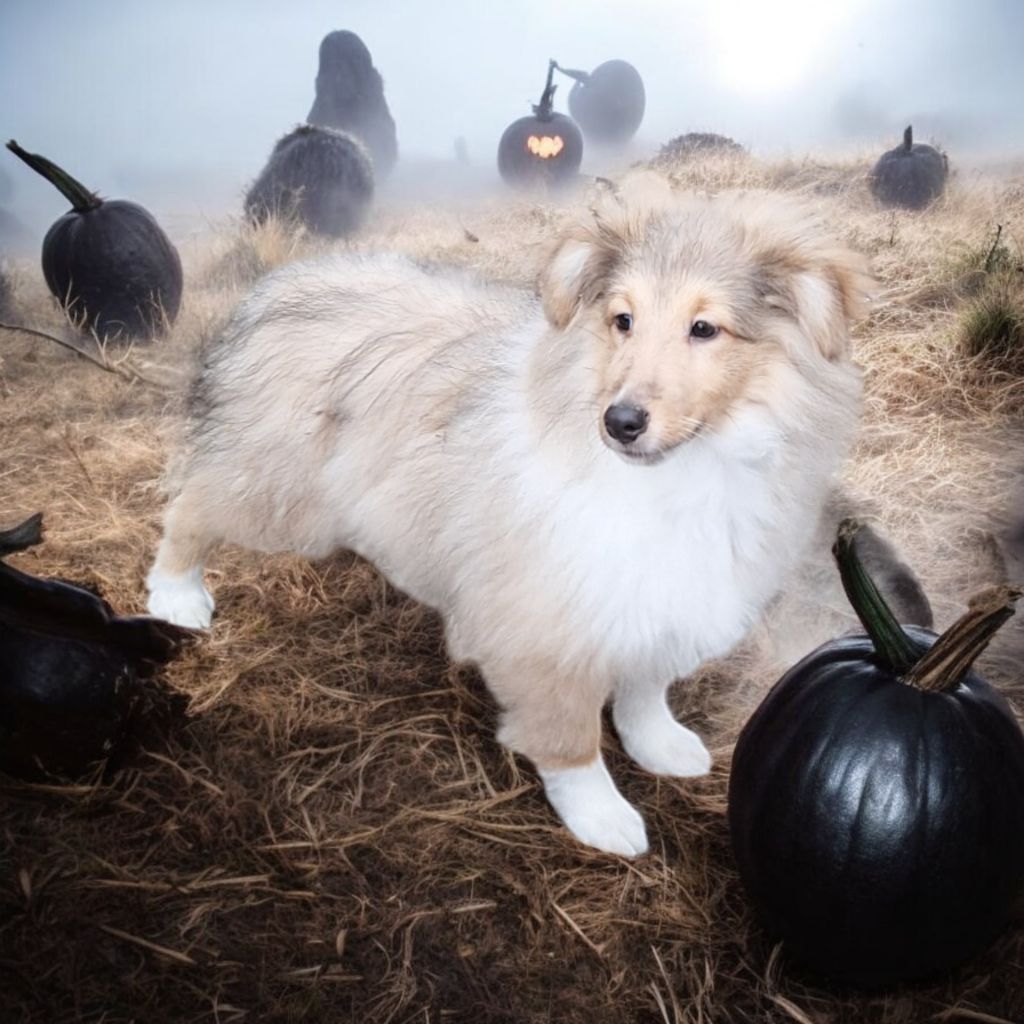 Vanora Jone's - Chiot disponible  - Shetland Sheepdog