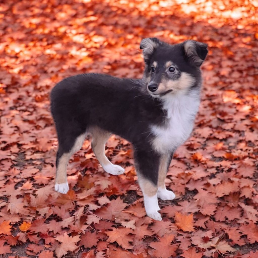 Vanora Jone's - Chiot disponible  - Shetland Sheepdog