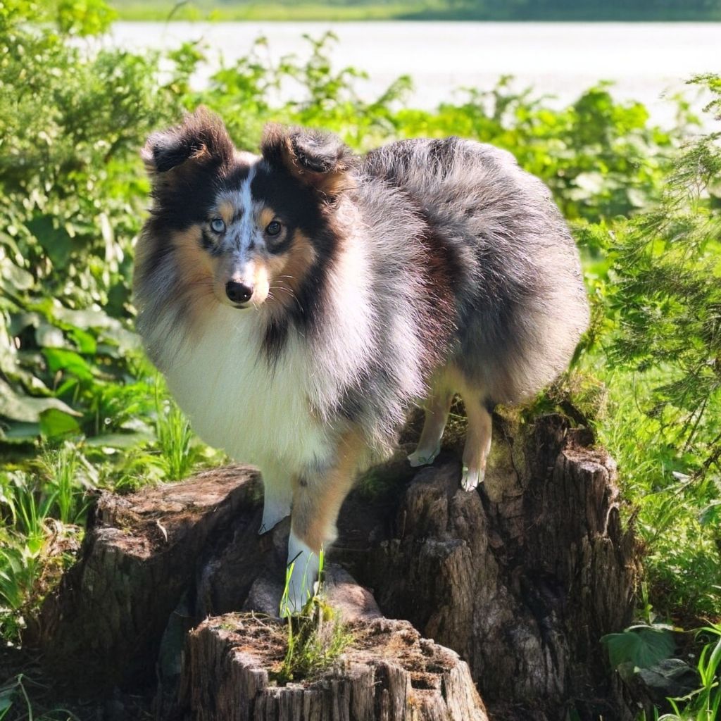 Vanora Jone's - Chiot disponible  - Shetland Sheepdog