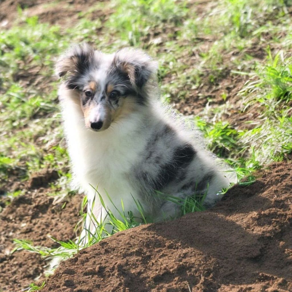 Vanora Jone's - Chiots disponibles - Shetland Sheepdog