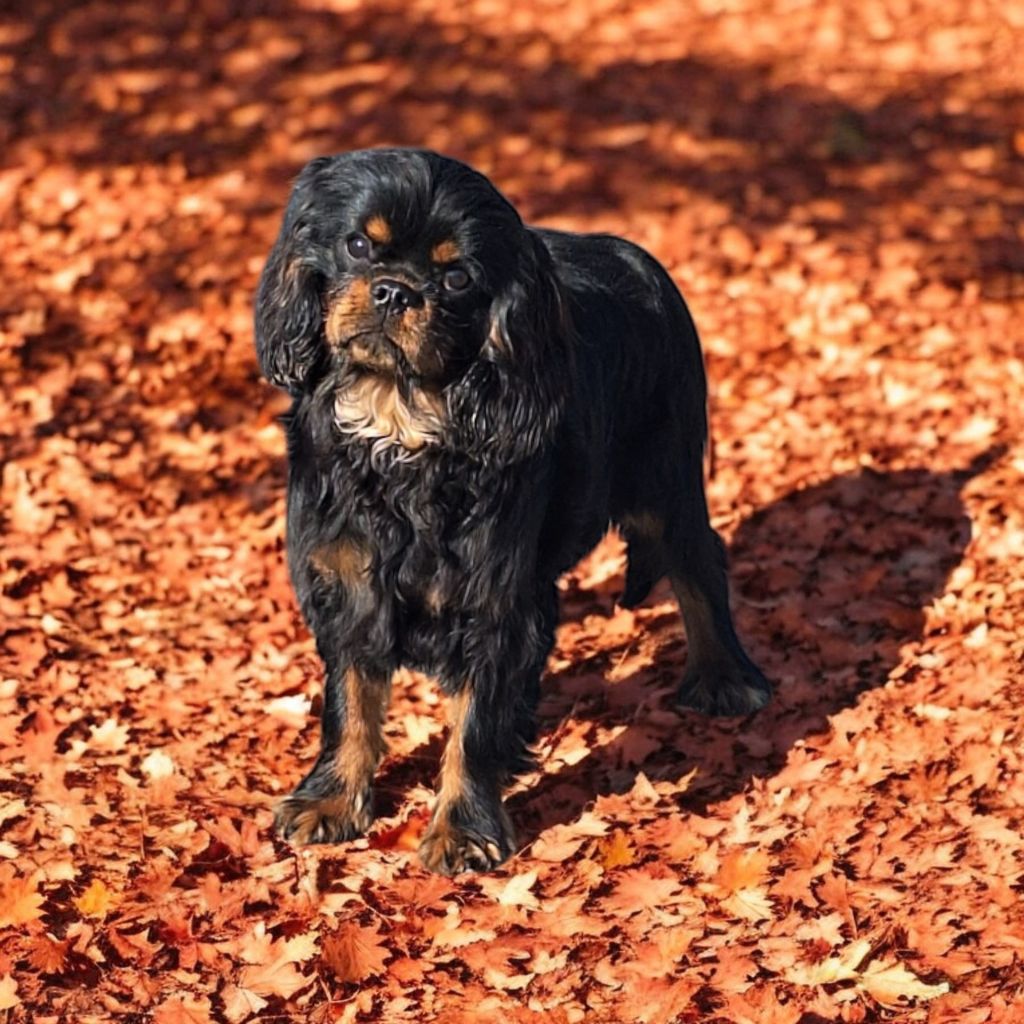 Vanora Jone's - Chiots disponibles - Cavalier King Charles Spaniel