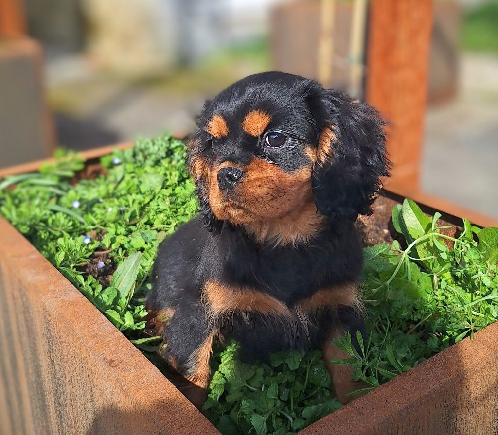 Vanora Jone's - Chiots disponibles - Cavalier King Charles Spaniel