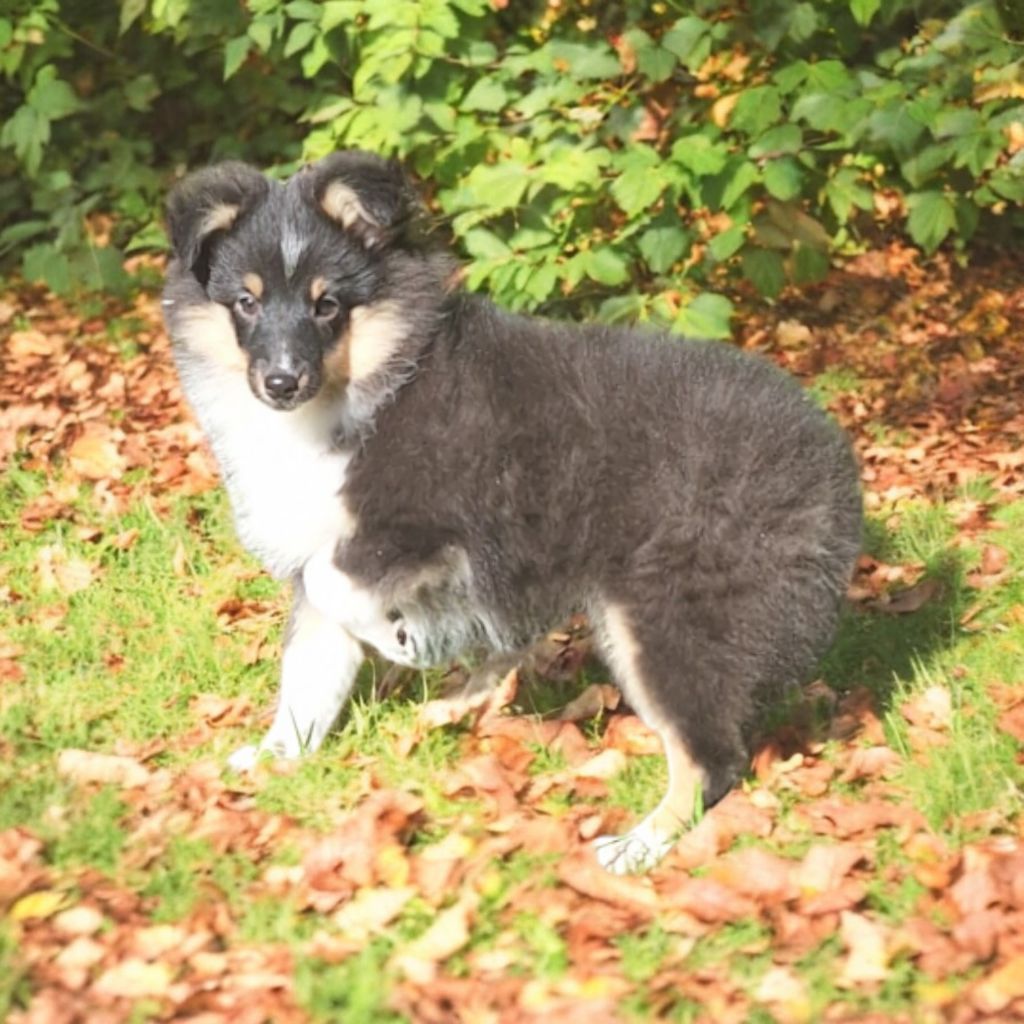 Vanora Jone's - Chiots disponibles - Shetland Sheepdog